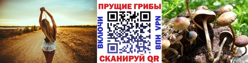 наркошоп  Заволжск  Псилоцибиновые грибы MAGIC MUSHROOMS 